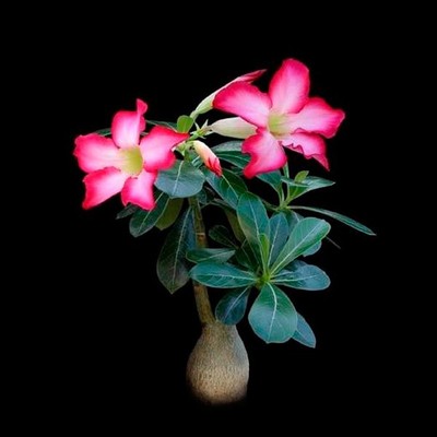 Adenium Obesum 20 Fresh Seeds Desert Rose ...