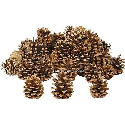 1kg box Pine Cones 5-8cm (approx 55) professional quality natural fir pinecones