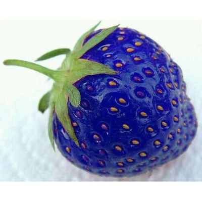 100PCS Organic Blue Strawberry Seeds Nutritious Vegetables ...