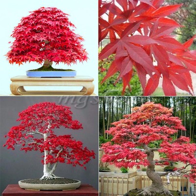 30 Seeds Red Maple Heirloom Scarlet  ...