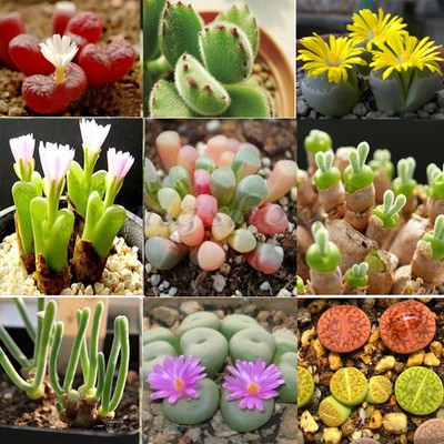 150 Rare Mix Lithops Seeds Living Stones ...