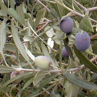 Arbequina Olive Tree Plant Cold Hardy Fruit ...