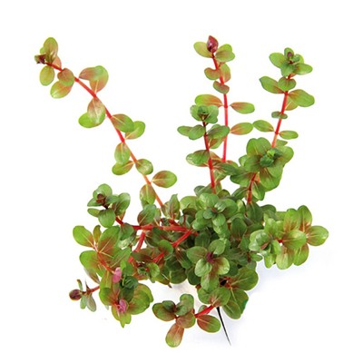 Rotala rotundifolia - Indica Live Aquarium Plants ...