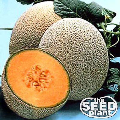 Hale's Best Jumbo Cantaloupe Seeds 25 SEEDS-SAME DAY (Hales Best Cantaloupe Seed)