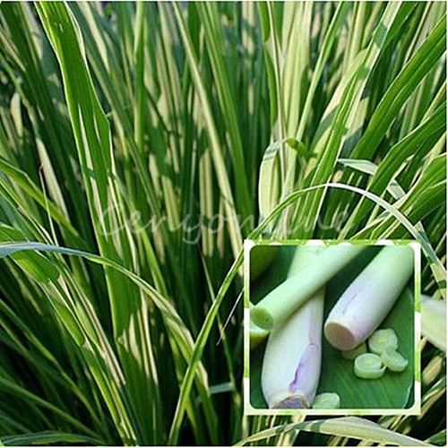 100pcs Lemongrass Herb Seeds Lemon Grass Heirloom ...