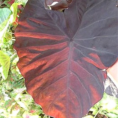 Elephant Ear Colocasia Dragon Heart Gigante Live ...