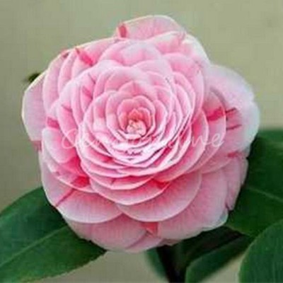 20X-Camellia-Japonica-Seeds-Japanese-Camellia-Tea-Flower-Rose-Winter-Mix