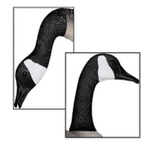 Greenhead Gear Flocked Canadian GOOSE Replacement Heads for Big Foot