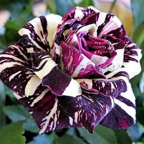 30Pcs Black Dragon Rose Bush Flower Rare ...