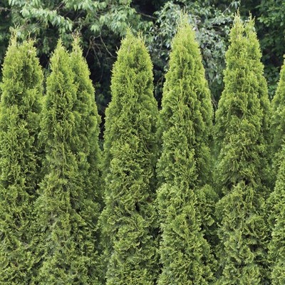 American Arborvitae, White Cedar, Thuja Occidentalis, Tree ...