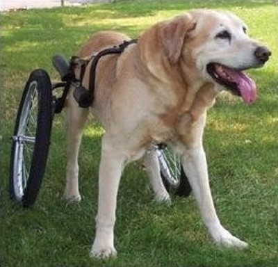 Dwanecart Dog Wheelchair - Big Kahuna - ...