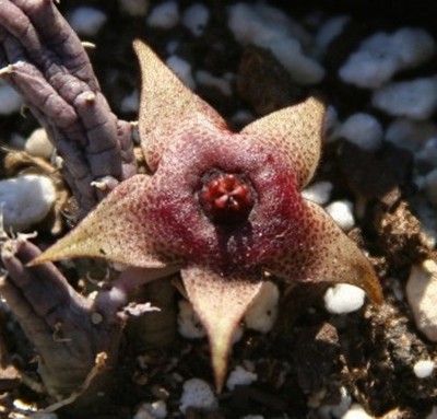 Cactus Succulent Asclepiadaceae HUERNIA tanganykensis - un-rooted ...