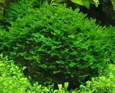 Pellia - Live Cherry Crystal Red Shrimp ...