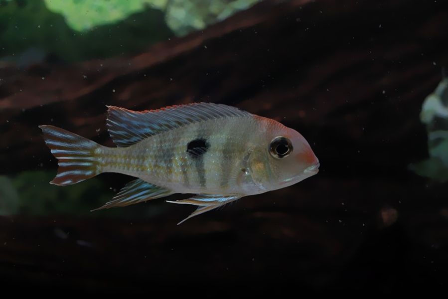 Top 3 Types of Cichlids eBay