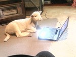 i-love-my-sheep