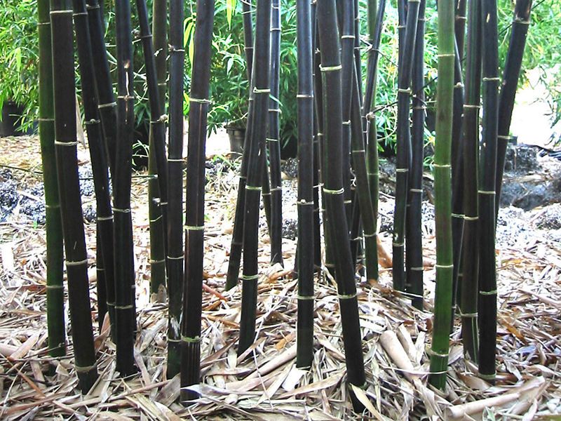How to Grow Black Bamboo eBay