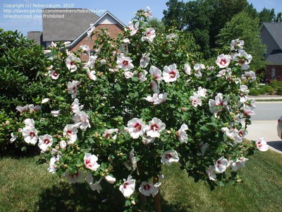 3 Single Branch Dormant Seedling Rooted White ...
