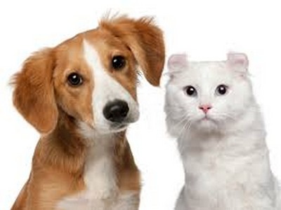 Dog and Cat Wormer, Worming tablets, 30 ...