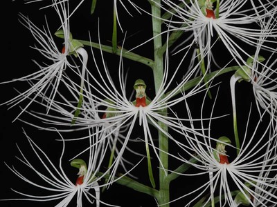 Habenaria medusa In Spike species Orchid Plant