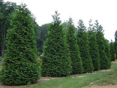 50 Thuja Plicata 'Green Giant' Arborvitae plants-3