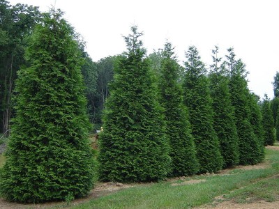 1 Arborvitae Green Giant Thuja Plicata 4 ...