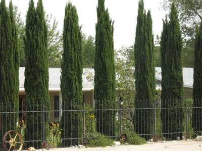 150+ FRESH Italian Cypress / Cupressus Sempervirens ...