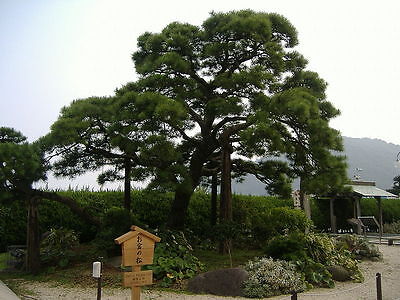 Japanese Black Pine, Pinus thunbergiana, Tree Seeds ...