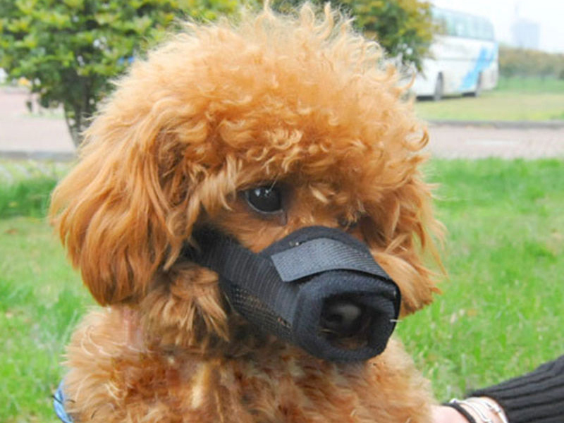 How to Make a Dog Muzzle eBay
