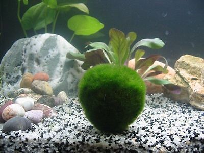 Large Marimo Moss Ball (5 PACK) Live ...