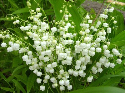 100+ WHITE LILY  OF THE VALLEY ...