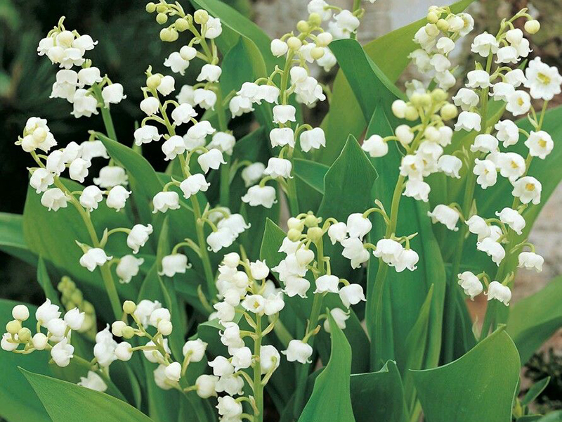 How to Plant Lily of the Valley Pips eBay