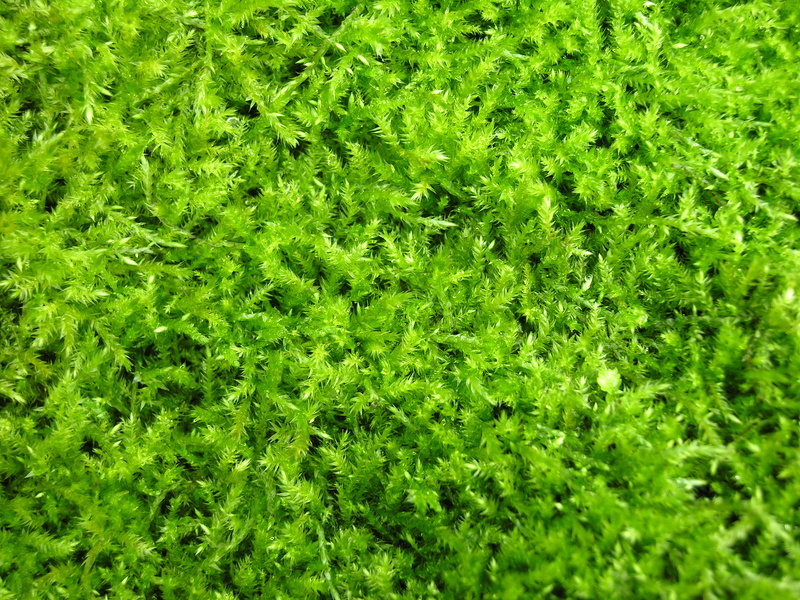 How to Grow Irish Moss eBay