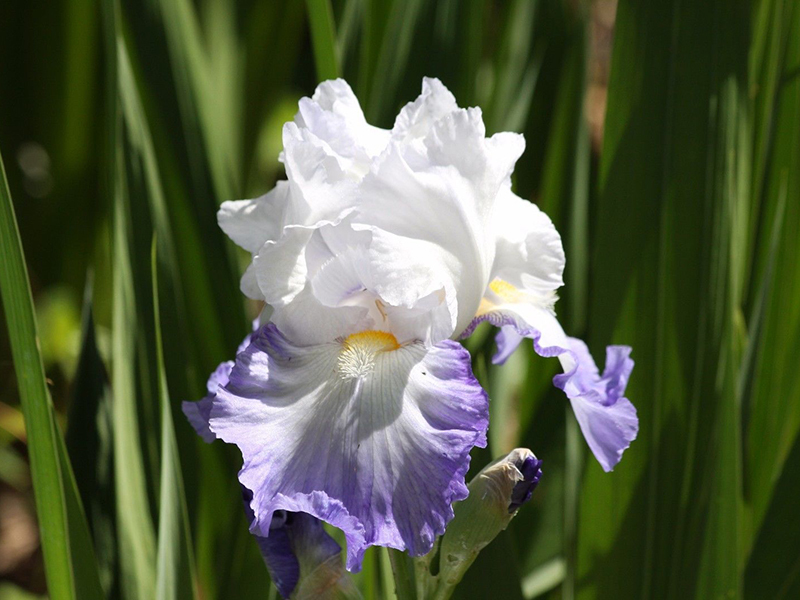How to Transplant Iris Rhizomes eBay