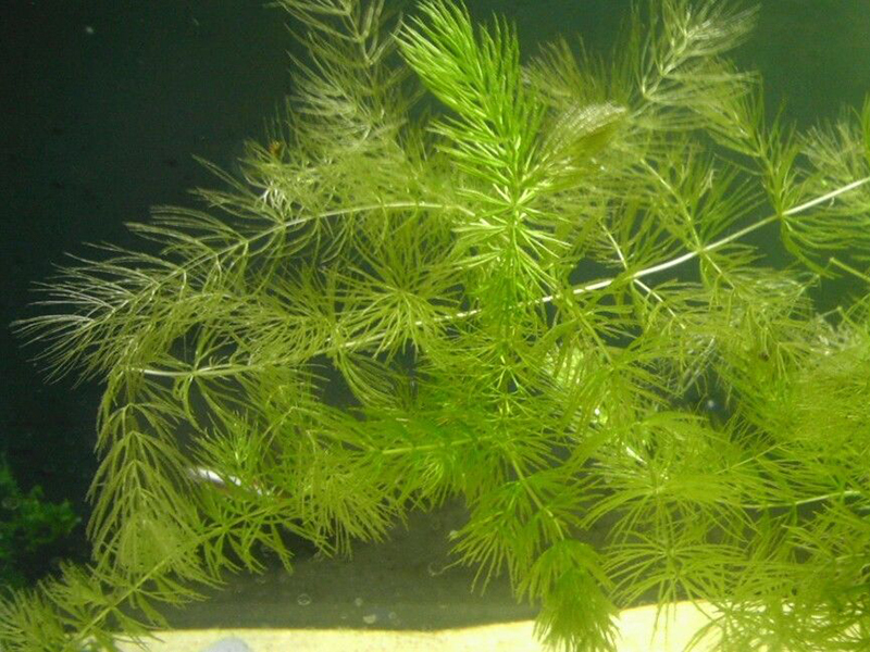 How to Plant Hornwort eBay