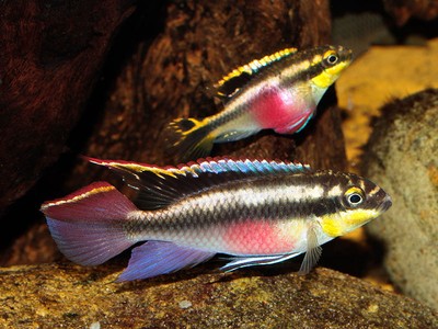 Kribensis Cichlid Live Freshwater Aquarium Fish