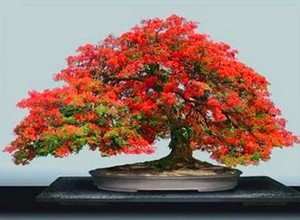 10 Graines ERABLE ROUGE DU JAPON:(acer palmatum) BONSAI