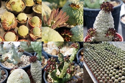 30 FRESH SEEDS : Pseudolithos hybrids mixed ...