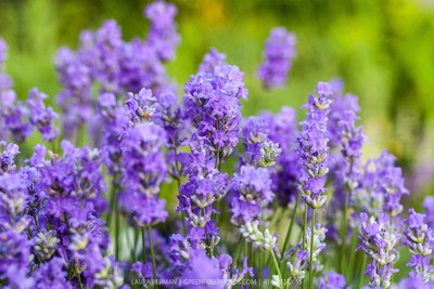 'Blue Cushion' French Lavender - Very Fragrant/Compact ...