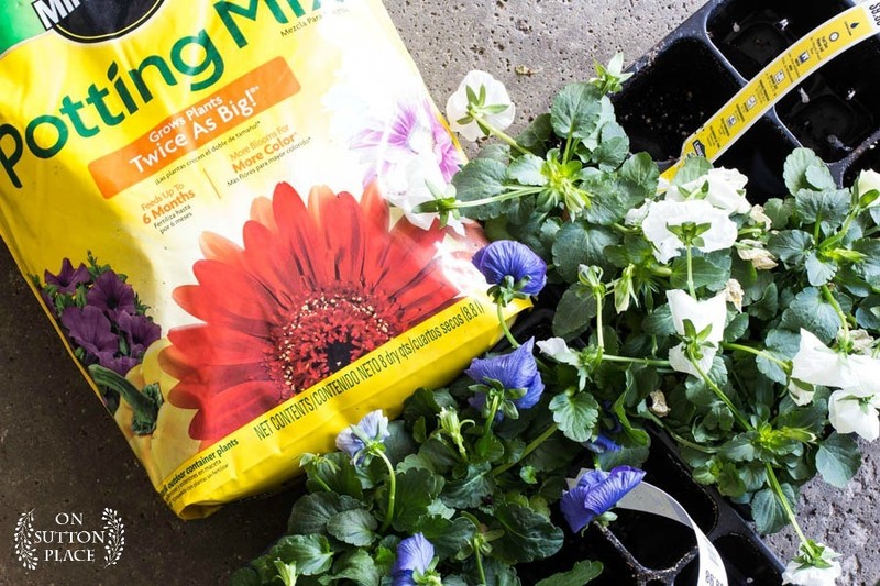 Container Gardening for Beginners: Flowers | eBay