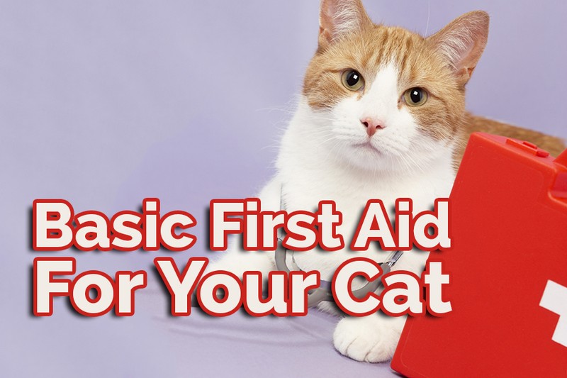 Basic First Aid for Your Cat eBay
