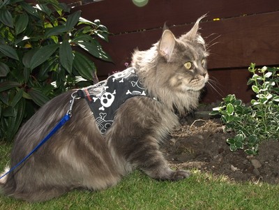 Mynwood Cat Walking Jacket Harness Vest Holster ...