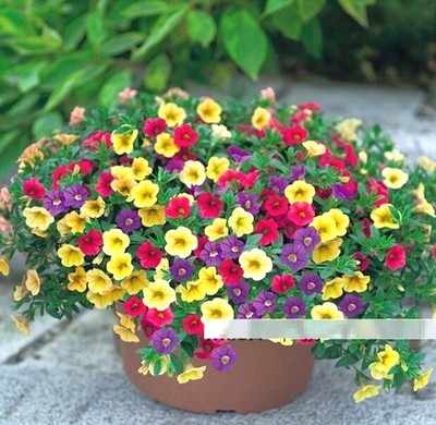 FD1209 Petunia Seeds Shuttlecock Flower Horn Sweet ...