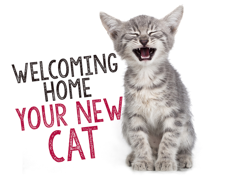 Home Your New Cat eBay