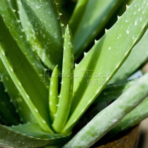 Special 200 Aloe Mix Seeds Exotic Succulents ...