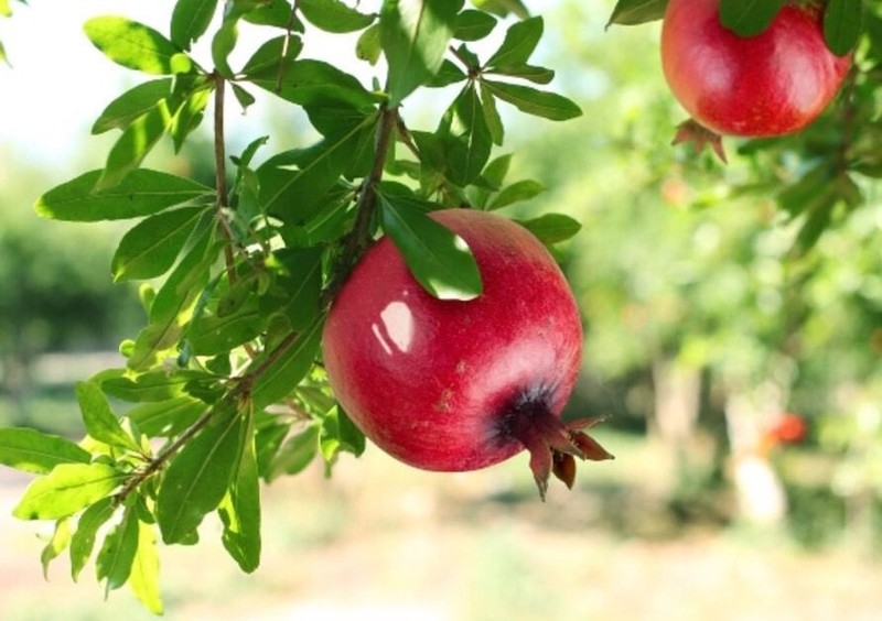 How to Plant a Pomegranate Tree eBay