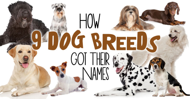 How 9 Popular Dog Breeds Got Their Names | eBay