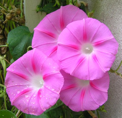 Pink Morning Glory Organic Seeds 25 Beautiful ...