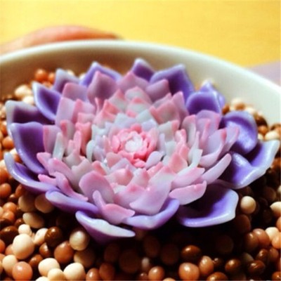 FD2226 Purple Succulents Seeds Mini Potted Flower ...