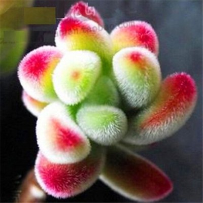 FD2229 Succulents Seeds Mini Potted Flower Organic ...