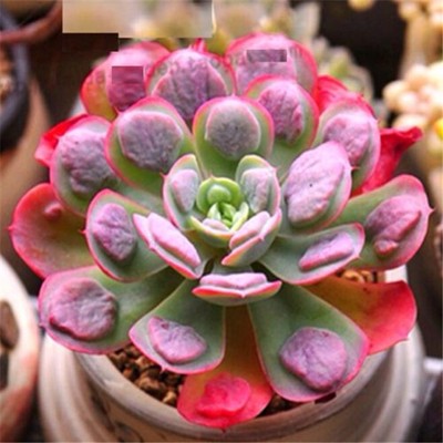 FD2228 Succulents Seeds Mini Potted Flower Organic ...